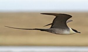 Long-tailed jaeger - Not Known - Stercorarius longicaudus - Type: Marine_birds