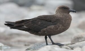 South Polar Skua - Not Known - Stercorarius maccormicki - Type: Marine_birds