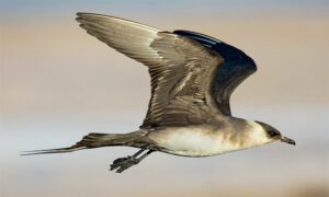 Arctic skua,Parasitic jaeger - Jaladoshshyu Pakhi (জলদস্যু পাখি) - Stercorarius parasiticus - Type: Marine_birds