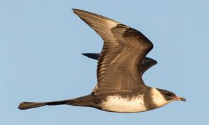 Pomarine Jaeger - Jaegar (জাইগার) - Stercorarius pomarinus - Type: Marine_birds