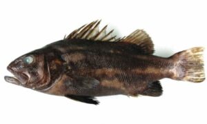 Striped giant seabass, Striped jawfish - Kal dora datina (কালডোরা দাতিনা) - Stereolepis doederleini - Type: Bonyfish