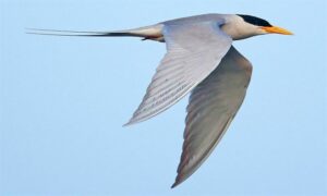 River Tern - Nodia Panchil (নদীয়া পানচিল) - Sterna aurantia - Type: Marine_birds