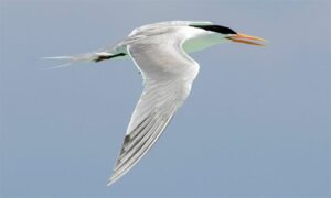 Lesser Crested Tern - Not Known - Sterna bengalensis - Type: Marine_birds