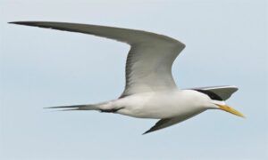 Great Crested Tern - Not Known - Sterna bergii - Type: Marine_birds