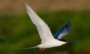 Roseate Tern - Not Known - Sterna dougallii - Type: Marine_birds