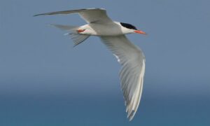 Common tern - Not Known - Sterna hirundo - Type: Marine_birds