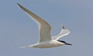 Sandwich Tern - Not Known - Sterna sandvicensis - Type: Marine_birds