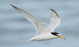 Little Tern - Choto Panchil (ছোট পানচিল) - Sternula albifrons - Type: Marine_birds