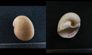 Elenae shell - Chok shamuk (চোখ শামুক) - Stigmaulax elenae - Type: Sea_snails