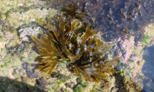 Not Known - Not Known - Stoechospermum polypodioides - Type: Seaweeds