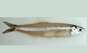 Commerson's anchovy, Long jawed anchovy - Chapta mola (চ্যাপ্টা মলা), Mola (মলা), Chela (চেলা) - Stolephorus commersonnii - Type: Bonyfish