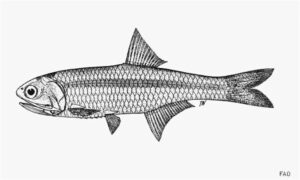 Thai anchovy - Not known - Stolephorus dubiosus - Type: Bonyfish