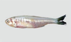 Indian anchovy - Dora fesha (ডোরা ফেসা), Fesha (ফেসা) - Stolephorus indicus - Type: Bonyfish