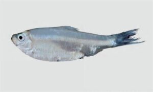 Spined anchovy - Kata phasa (কাটা ফাশা), Kata Phaysha (কাটা ফাইশ্যা) - Stolephorus tri - Type: Bonyfish