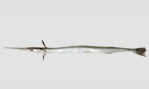 Banded needlefish, Square-tail Alligator Gar - Sobujpith thuitta mach (সবুজপিঠ ঠুইট্টা মাছ), Dora Kakila (ডোরা কাকিলা), Kaikka (কাইক্কা), Kakia (কাকিয়া), - Strongylura leiura - Type: Bonyfish