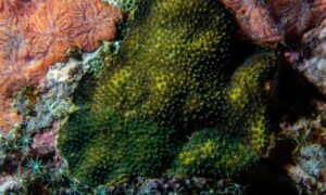 Thorn coral - Not Known. - Stylocoeniella armata - Type: Hardcorals