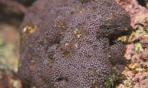 Not known - Not Known. - Stylocoeniella guentheri - Type: Hardcorals