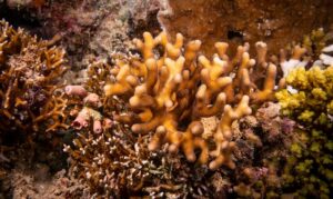 Smooth cauliflower coral - Not Known. - Stylophora pistillata - Type: Hardcorals