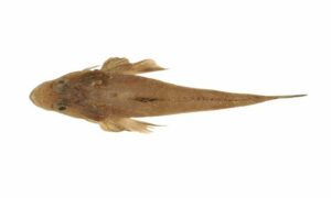 Large-spined flatfish - Kata mur baila (কাঁটা মুর বাইলা) - Suggrundus macracanthus - Type: Bonyfish