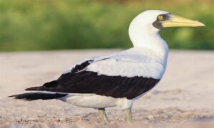 Masked Booby - Not Known - Sula dactylatra - Type: Marine_birds