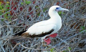 Red-footed booby - Not Known - Sula sula - Type: Marine_birds