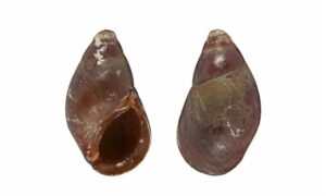 Black brown planaxis - Chuto kalo shamuk (ছোট কালো শামুক) - Supplanaxis niger - Type: Sea_snails