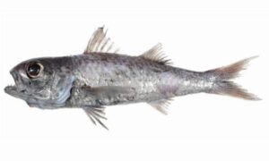 Blackmouth splitfin - Kumirer khil (কুমিরের খিল) - Synagrops japonicus - Type: Bonyfish