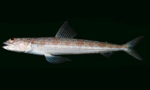 Indian lizardfish - Achila (আচিলা) - Synodus indicus - Type: Bonyfish
