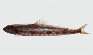 Variegated lizardfish - Not Known - Synodus variegatus - Type: Bonyfish