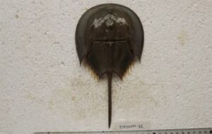 Tachypleus gigas Marine Biodiversity Portal of Bangladesh