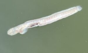 Bearded worm goby - Dari chewya (দাড়ি চেউয়া), Chewya mach (চেউয়া মাছ) - Taenioides cirratus - Type: Bonyfish