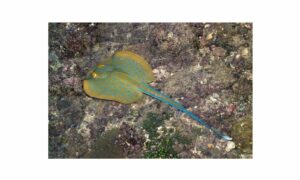Bluespotted Ribbontail stingray - Boiragi shapla pata (বৈরাগী শাপলা পাতা), Sapla pata (শাপলা পাতা), Haus pata (হাউশ পাতা) - Taeniura lymma - Type: Ray