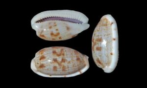 Teres cowrie, Tapering cowrie - koyre (কড়ি) - Talostolida teres - Type: Sea_snails