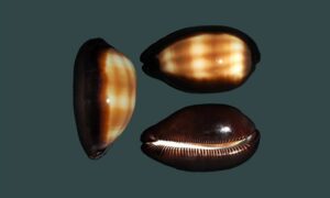 Mole cowrie, Chocolate banded cowrie - Kalo koyre (কালো কড়ি), Patla koyre (পাতলা কড়ি), Mali Koyre (মালি কড়ি) - Talparia talpa - Type: Sea_snails