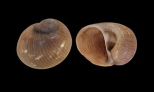 Lined moon snail - Dari pat shamuk (দাড়ি প্যাট শামুক) - Tanea lineata - Type: Sea_snails