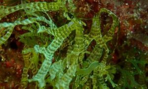 Not Known - Not Known - Taonia atomaria - Type: Seaweeds