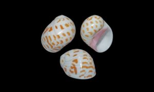 Violet moon snail - Beguni pat shamuk (বেগুনি প্যাট শামুক) - Tectonatica violacea - Type: Sea_snails