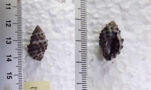 - - Tenguella ceylonica - Type: Sea_snails
