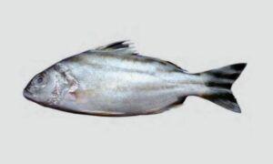 Jarbua Terapon, Three striped Tiger fish, Terapon Perch, Crescent Perch - Gog Barguni (গগ বরগুনি), Terapon (টেরাপন), Barguni (বরগুনি), Ghogho mach (ঘঘমাছ) - Terapon jarbua - Type: Bonyfish