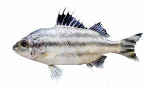 Largescaled Therapon, Banded Grunter, Large-Scaled banded grunter - Barguni (বরগুনি), Ghogho mach (ঘঘমাছ) - Terapon theraps - Type: Bonyfish