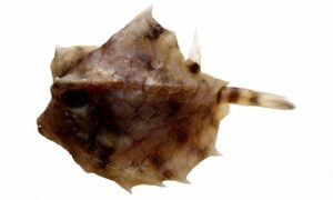 Humpback turretfish, Humpback boxfish - Sagor potka (সাগর পটকা), Bakshaw mach (বাক্স মাছ) - Tetrosomus gibbosus - Type: Bonyfish