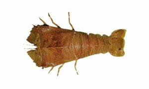 Flathead Lobster - Chepta lobster (চ্যাপ্টা লোবস্টার), Belcha (বেলচা),