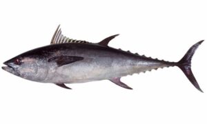 Longtail tuna - Tuna (টুনা), Bom maitta (বোম মাইট্টা) - Thunnus tonggol - Type: Bonyfish