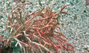 Not Known - Not Known - Titanophycus validus - Type: Seaweeds