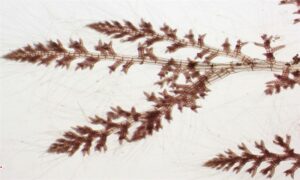 Not Known - Not Known - Tolypiocladia glomerulata - Type: Seaweeds