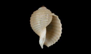 Costate tun - - Tonna allium - Type: Sea_snails