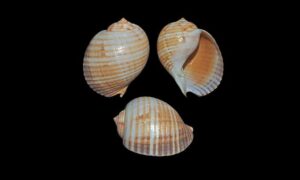 Channeled tun, Cask shell - Dari Boa shamuk ( দাড়ি বোয়া শামুক) - Tonna canaliculata - Type: Sea_snails