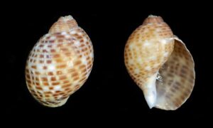 Pacific patridge tun, Tun shell - Boa shamuk (বোয়া শামুক) - Tonna perdix - Type: Sea_snails