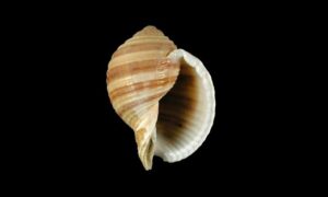 Banded tun,grinning tun - Dari boa shamuk (দাড়ি বুয়া শামুক) - Tonna sulcosa - Type: Sea_snails