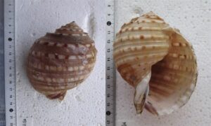 Mosaic tun, tesselate tun - Ful boa shamuk (ফুল বুয়া শামুক) - Tonna tessellata - Type: Sea_snails